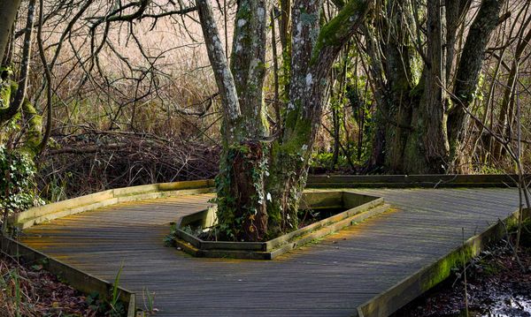 Wooden boardwalk curving around a moss-covered tree in wetlands, surrounded by tangled branches and dense undergrowth.