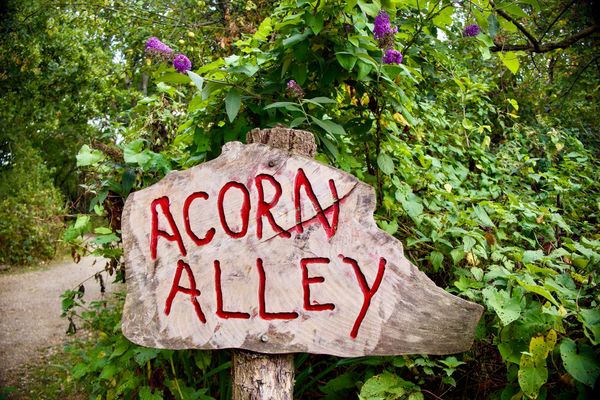 A wooden sign in a tree reading “Acorn Alley"