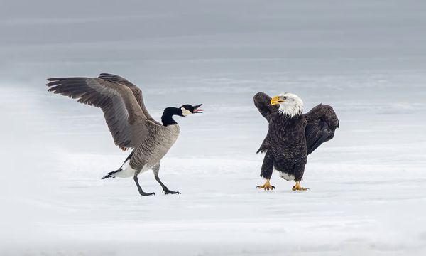 Canada Goose 1 - 0 American Eagle