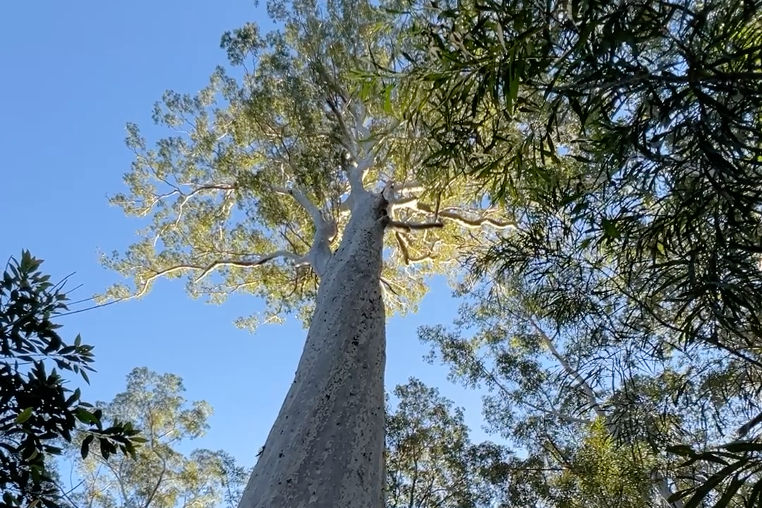 Big Spotty is 500 years strong. But is one forest giant enough?