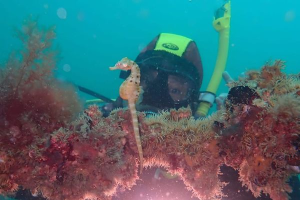 From shellfish to shell grit: The bitter reality behind Marine Park mariculture dream.