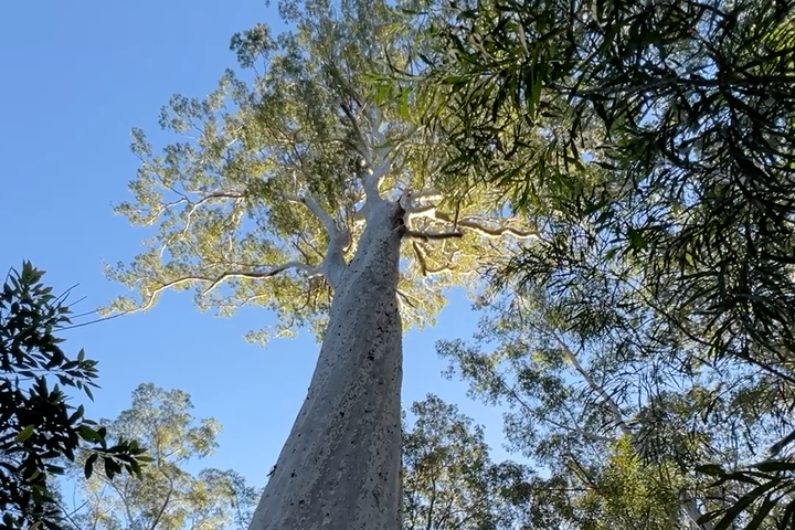 Big Spotty is 500 years strong. But is one forest giant enough?