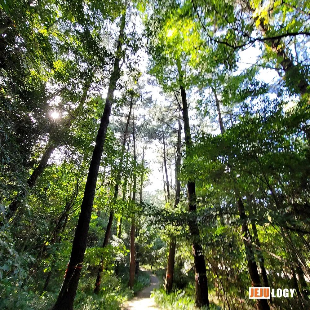 Gwonje Oreum: A Tiny Volcano Tucked Inside a University Campus