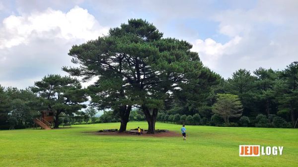Sanghyowon: A Family-Friendly Botanical Garden in Jeju Island