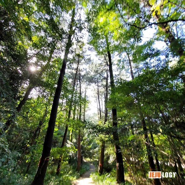 Gwonje Oreum: A Tiny Volcano Tucked Inside a University Campus