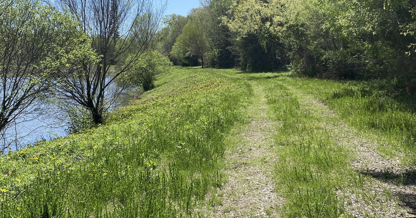 A grassy double-track path curves along a river through bright green spring trees under a clear blue sky.