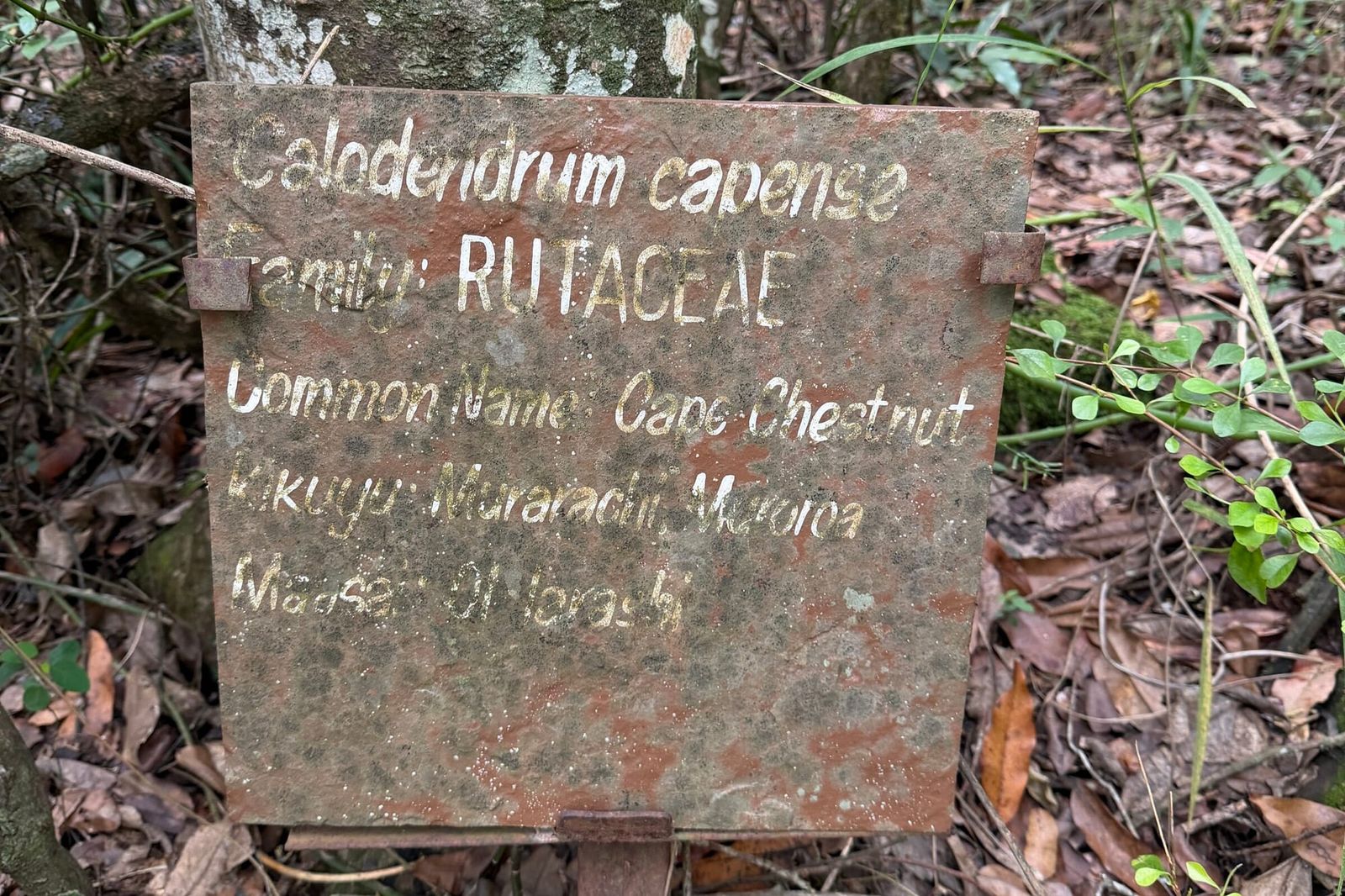 A weathered metal tree marker for Calodendrum capense, the Cape Chestnut, on a forest trail in Kenya