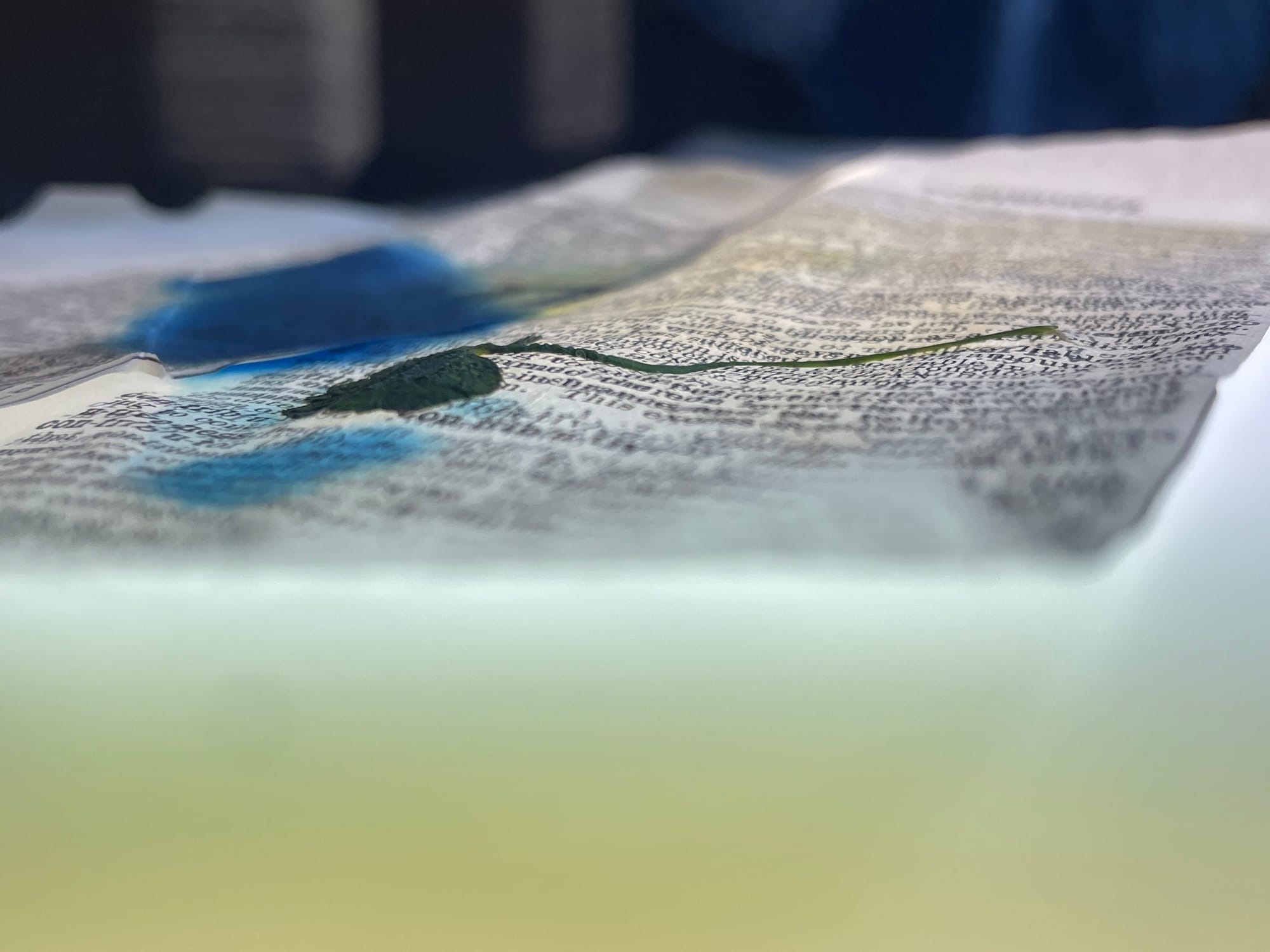 Low-angle photograph of layered translucent paper, vintage text, blue pigment, and a pressed clover emerging from soft focus and shadow.