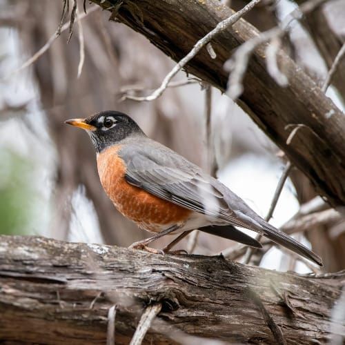 Robins and Romans