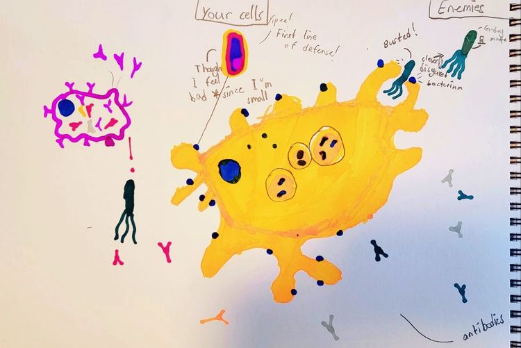 Meet your immune system