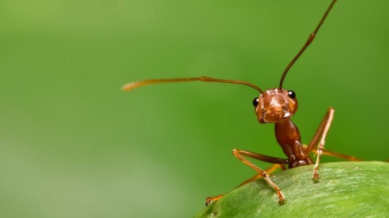The Guardians of the Canopies: Weaver Ants