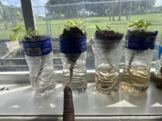 A row of plastic bottles with plants in them

AI-generated content may be incorrect.