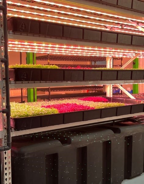 A plant growing in a planter

AI-generated content may be incorrect.