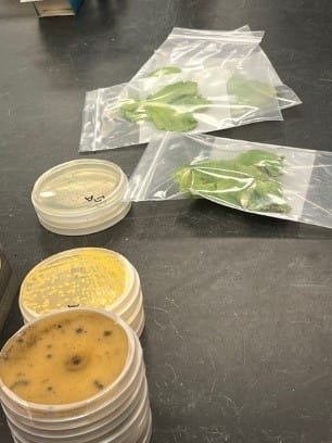 Several plastic containers with plants in them

AI-generated content may be incorrect.