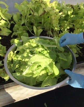 A person holding a bowl of lettuce

AI-generated content may be incorrect.