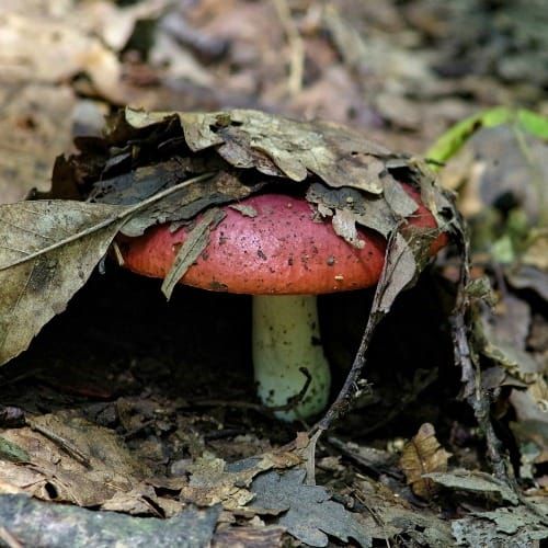 New short fiction in Science Write Now