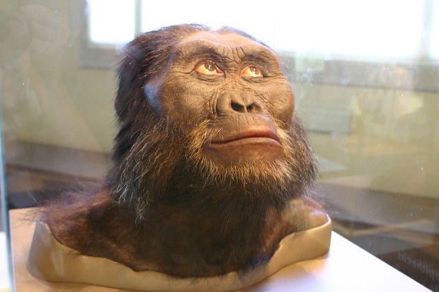 Australopithecus afarensis