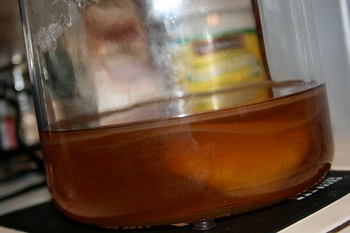Kombucha mushroom