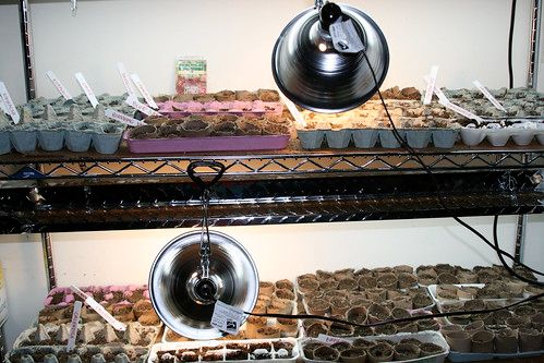 Starting Seeds