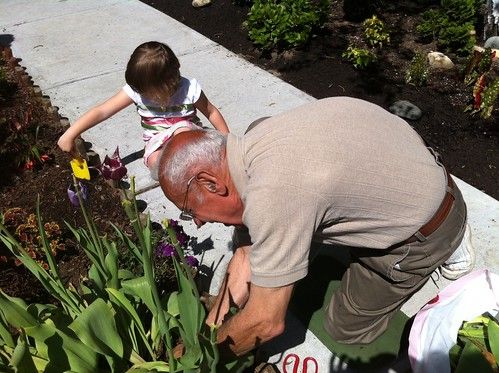 Kate Gardening with Papa