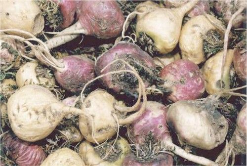 Maca Root