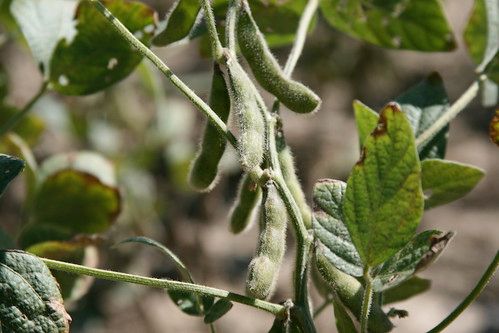 Soybeans in Grandma's Backyard
