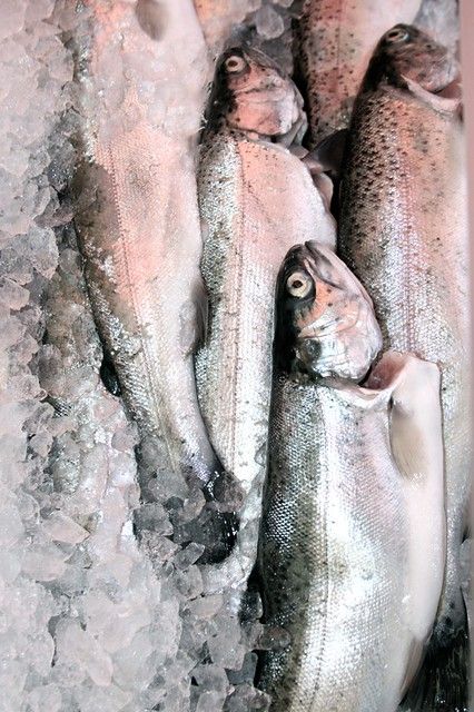Fish at the farmer's market in Holland