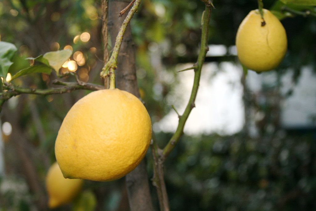 Lemons