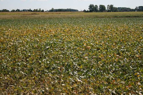 Amber Waves of Soybeans