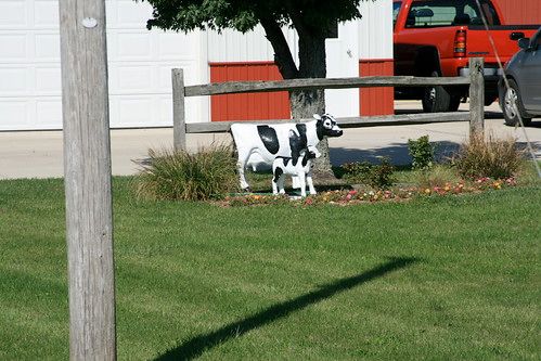 The Only Cows Left on the Neighboring Farms