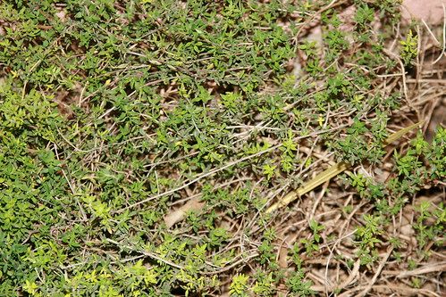 Thyme