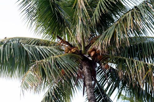 Palm Tree