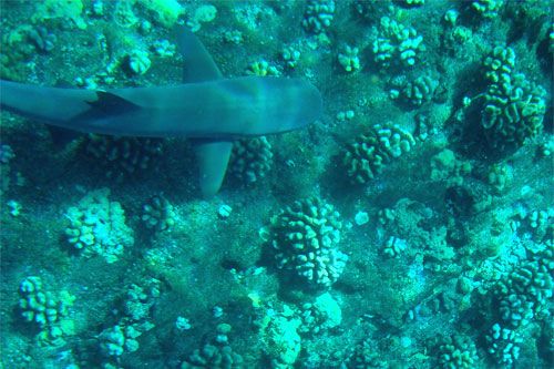 Is This a Shark?!