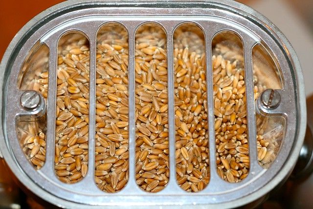 Wheat berries in the grain mill