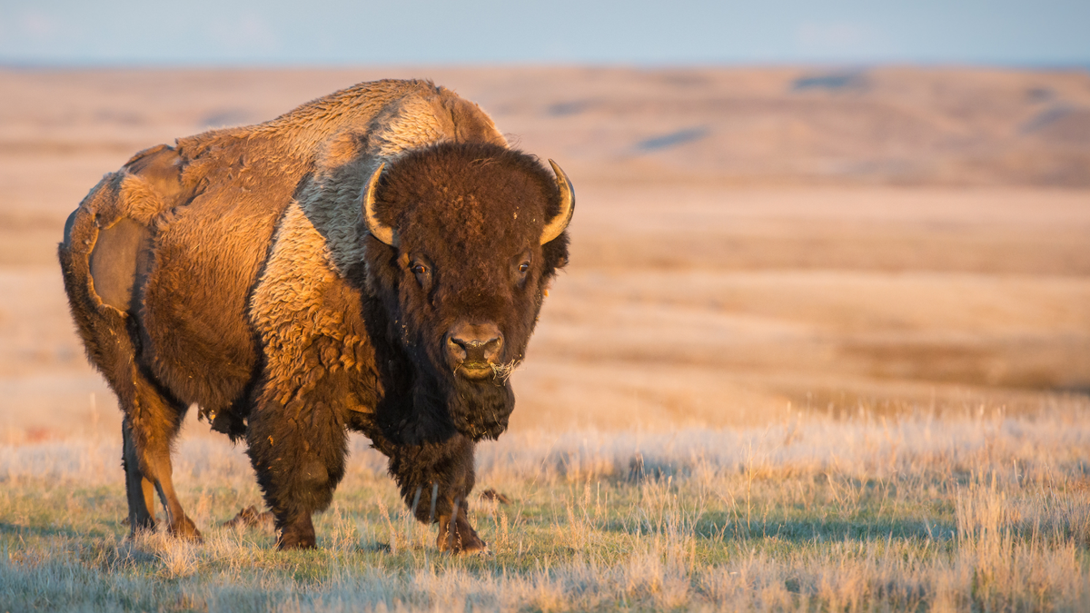 Reversing Diabetes in 5 Days, Plus Anemia Cure: Bison!
