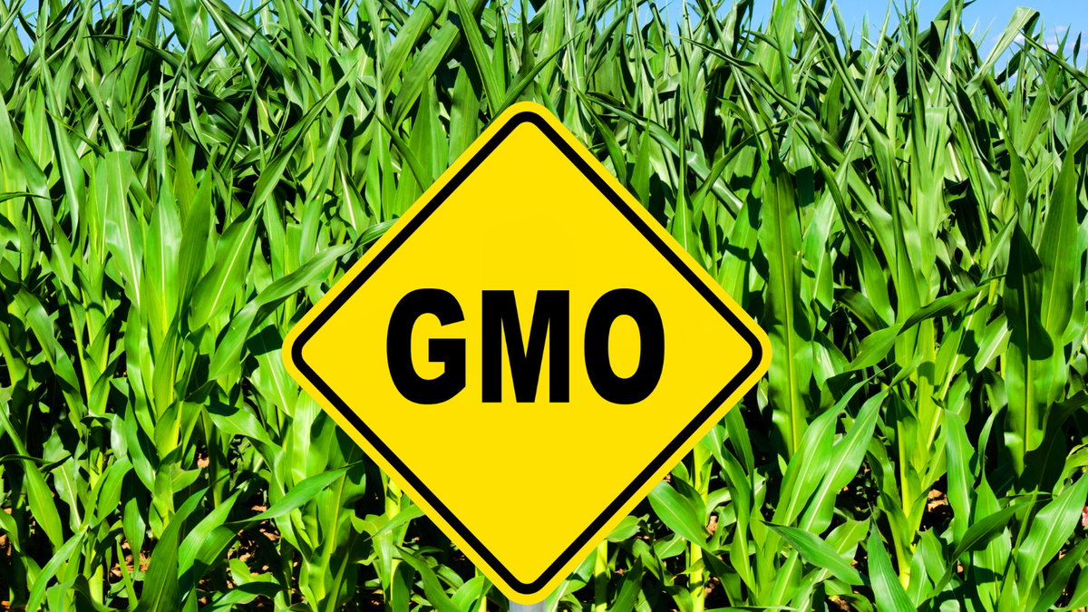 GMOs