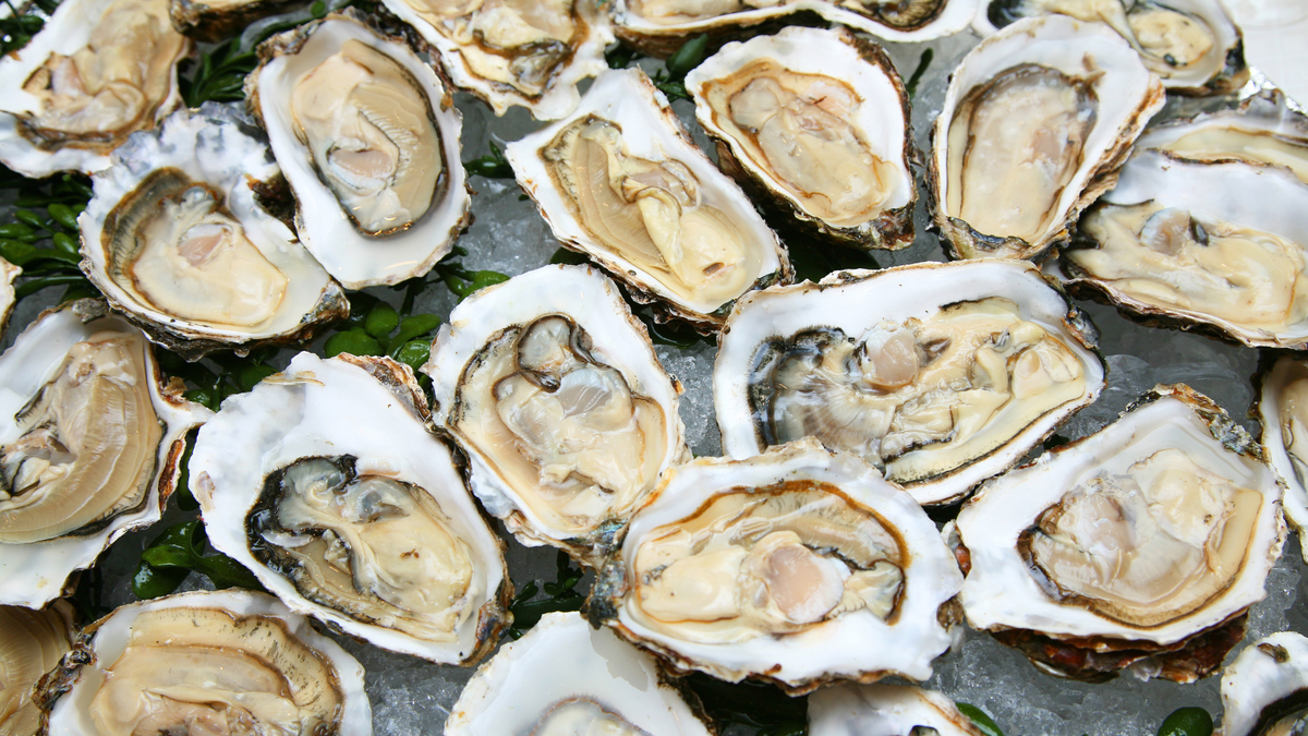 Oysters