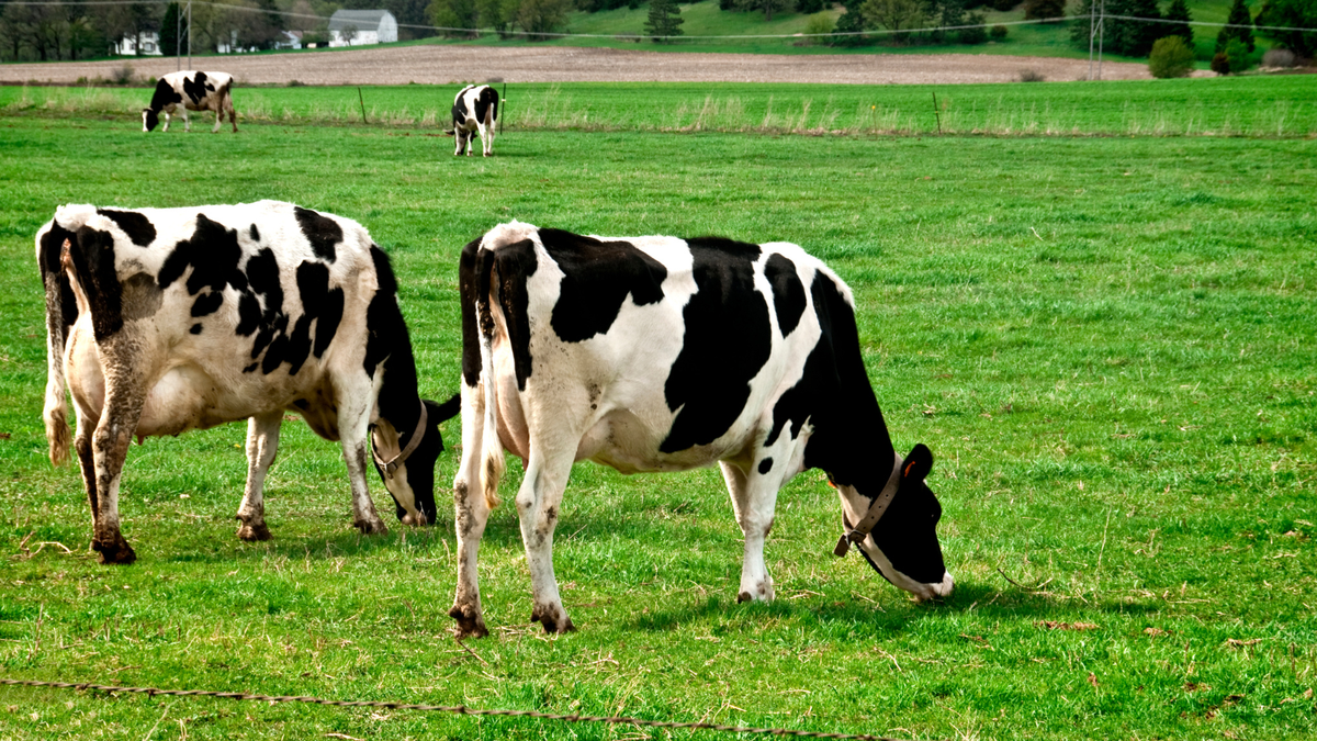 Raw Milk