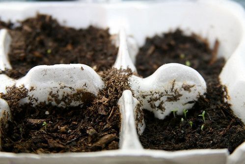 First Seedlings of Spring