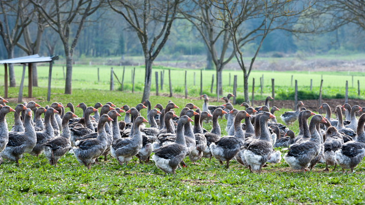 Chef Dan Barber Brings Sustainable, Humane Foie Gras to America