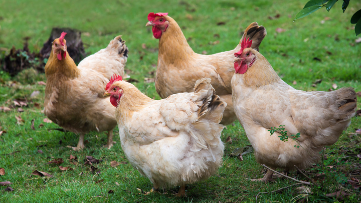 What is Healthier? Pasture-Raised Eggs vs. Free Range Eggs