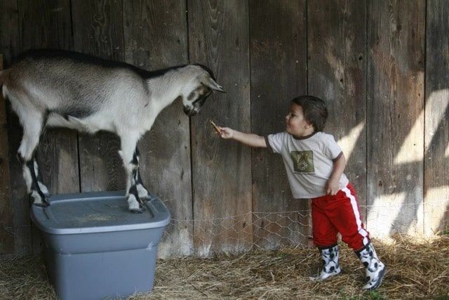 Real Food Kitchen Tour: The Paleo Mama Son and Goat