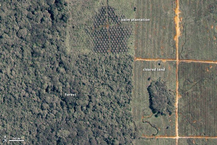 Clearcutting for palm oil