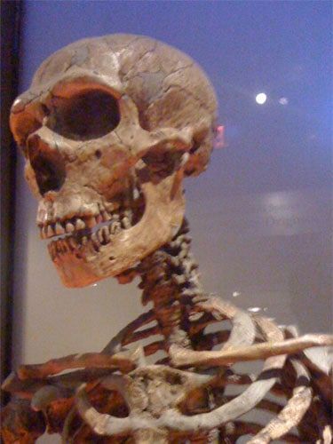 neanderthal