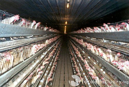chickencafo
