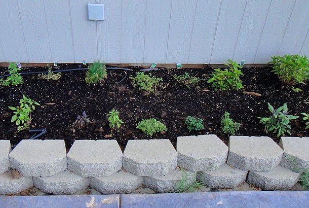 Hybrid Rasta Mama: My herb garden