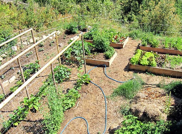 Radically Natural Living: Our garden