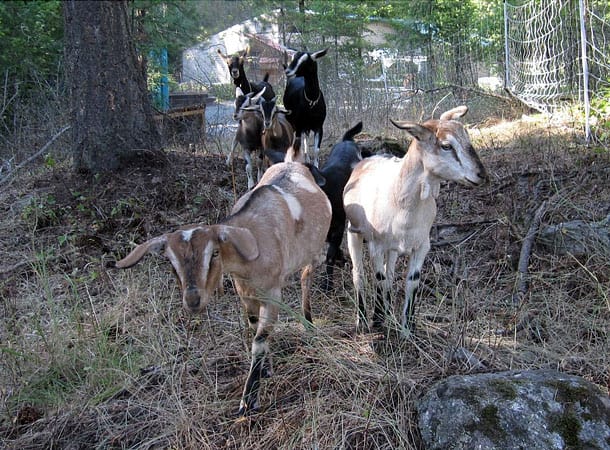 Radically Natural Living: The daily herd
