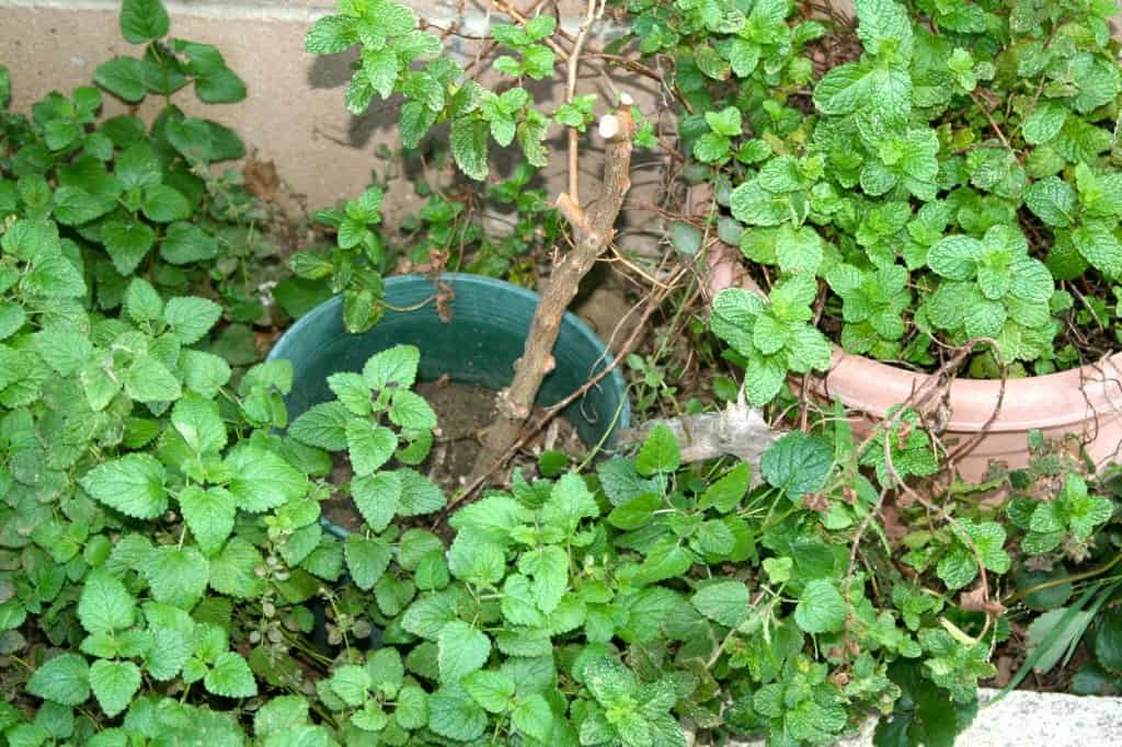 Planting Our Fall Garden