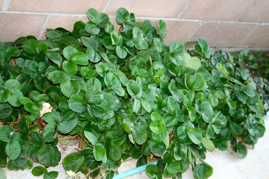 Planting Our Fall Garden